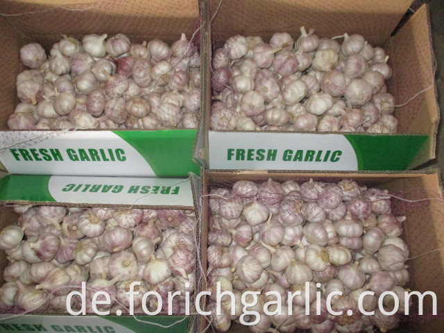 Garlic Crop 2019